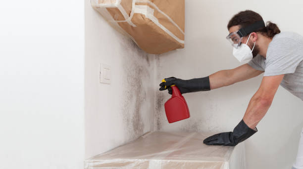 Basement Mold Remediation treatment on basement walls in Harrisburg